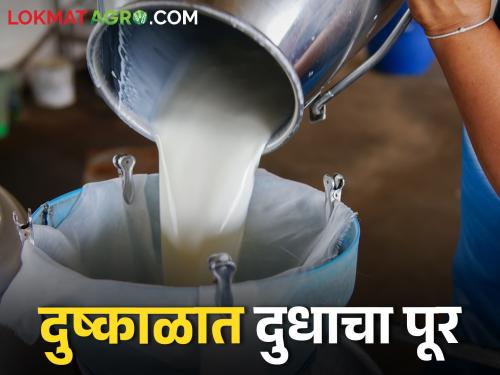 Drought situation everywhere but milk flood in 'Gokul' | सगळीकडेच दुष्काळी परिस्थिती मात्र 'गोकुळ' मध्ये दुधाचा पूर