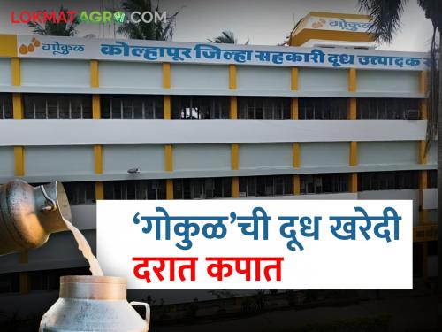 'Gokul' dairy reduced the purchase price of buffalo, cow milk outside the scope | 'गोकुळ'ने केली कार्यक्षेत्राबाहेरील म्हैस, गाय दूध खरेदी दरात कपात