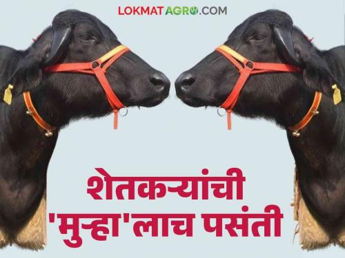 There is a huge demand for Murrah in the initiative started by Gokul to get pure breed buffalo to farmers | जातीवंत म्हैस शेतकऱ्यांना मिळण्यासाठी गोकुळने सुरु केलेल्या उपक्रमात मुऱ्हाला मोठी मागणी