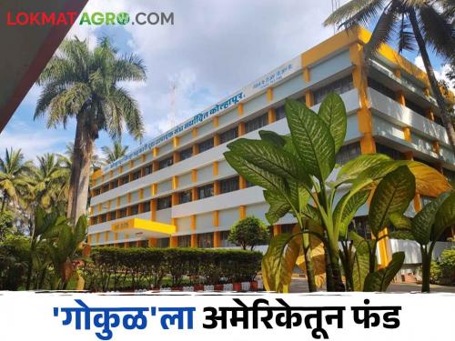 Gokul Milk 1 Crore 46 Lakh Fund from America to 'Gokul' for increasing buffalo milk production; How is the project? | Gokul Milk म्हैस दूध उत्पादन वाढीसाठी 'गोकुळ'ला अमेरिकेतून १ कोटी ४६ लाख फंड; कसा आहे प्रकल्प