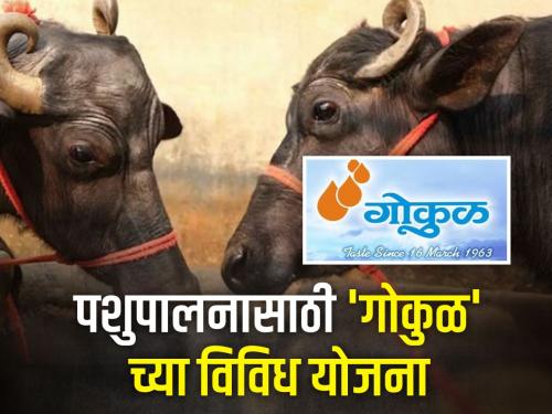 40 thousand subsidy of 'Gokul' for purchase of buffalo from other state | परराज्यातील म्हैस खरेदीसाठी 'गोकुळ'चे ४० हजार अनुदान