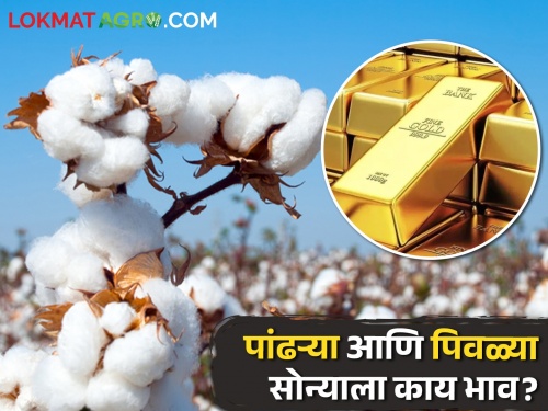 Latest News Today's gold and cotton market prices in maharashtra check details | Gold And Cotton Rate : पिवळे सोने चकाकले तर पण पांढरे सोने काळवंडले, कसे आहेत बाजारभाव? 