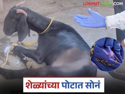 What are you saying..! Gold earrings found in goat's stomach; What is the topic? Read in detail | काय सांगताय..! शेळ्यांच्या पोटात सापडले सोन्याचे कर्णवेल; काय आहे विषय? वाचा सविस्तर