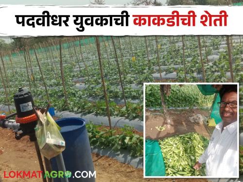 Latest News Cucumber farming is successful experiment of graduate farmer of gondiya | Success Story : नोकरीचा नाद सोडत केली काकडीची शेती, पदवीधर शेतकऱ्याचा यशस्वी प्रयोग