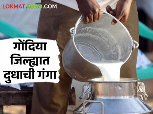 Latest News Sale of 1.6 lakh 72 thousand liters of milk from women's milk business in Gondia district | Success Story : महिलांनी केली दुग्ध क्रांती! तब्बल १६ लाख ७२ हजार लिटर दुधाची विक्री, वाचा यशोगाथा