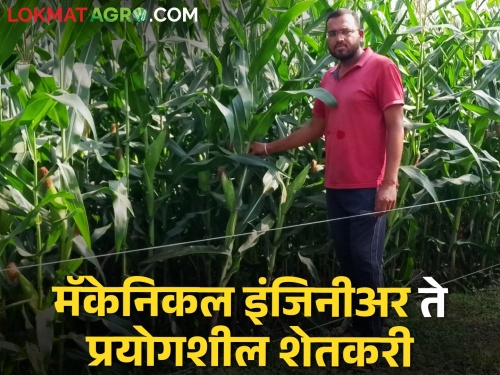 latest News mechanical engineer became an experimental farmer of gondiya district | Success Story : मॅकेनिकल इंजिनीअर झाला प्रयोगशील शेतकरी, फुलविली मक्याची शेती