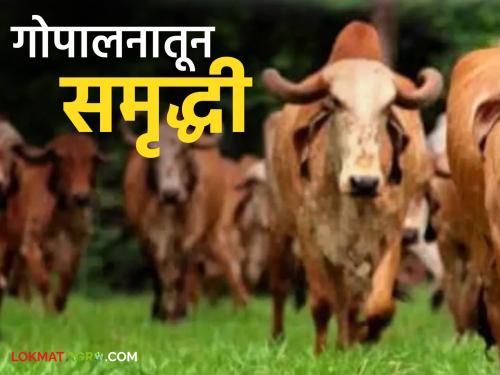 latest news Conservation of Cows: Conservation of indigenous cows: A versatile tool for agriculture, income and health | Conservation of Cows : देशी गाईंचं संवर्धन : शेती, उत्पन्न आणि आरोग्याचं अष्टपैलू साधन
