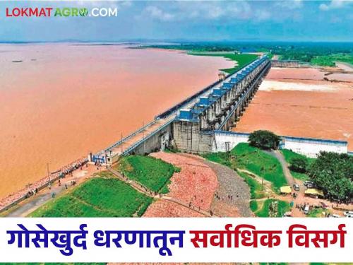 Latest News Maharashtra Dam Discharged 55 thousand cusecs from Gosekhurd dam, 69 thousand cusecs from Hatnur dam continues, read more  | Maharashtra Dam Discharged : गोसेखुर्द धरणातून 55 हजार क्युसेक, तर हतनूर धरणातून 69 हजार क्युसेकने विसर्ग सुरूच, वाचा सविस्तर 