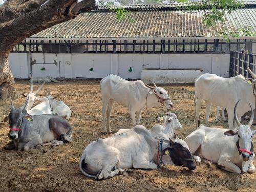 Increase the manpower and funds required for the Maharashtra Gosewa Commission | गोसेवा आयोगासाठी आवश्यक मनुष्यबळ आणि निधी यात वाढ करणार