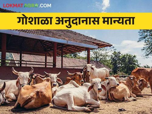 Approval to distribute 60 percent subsidy as first installment to 19 Goshals in the state | राज्यातील १९ गोशाळांना पहिला हप्ता म्हणून ६० टक्के अनुदान वितरीत करण्यास मान्यता