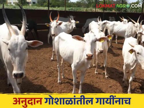 State mother status will be given to all indigenous cows but only Goshalas will get subsidy | राज्यमाता दर्जा सर्व देशी गायींना पण अनुदान मिळणार गोशाळांनाच