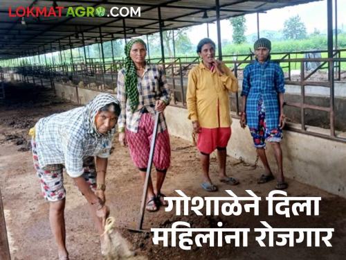Latest News Cow rearing, employment for women, sale of products, Bhandara's entrepreneurial cow shelter | गायींचं संगोपन, महिलांना रोजगार, उत्पादनांची विक्री, भंडाऱ्याची उपक्रमशील गोशाळा 