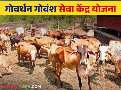 Latest News Goshala subsidy up to 25 lakh rupees, how to apply Read in detail | Goshala Subsidy : गोशाळांना 25 लाख रुपयापर्यंत अनुदान, कुठे आणि कसा कराल अर्ज? वाचा सविस्तर