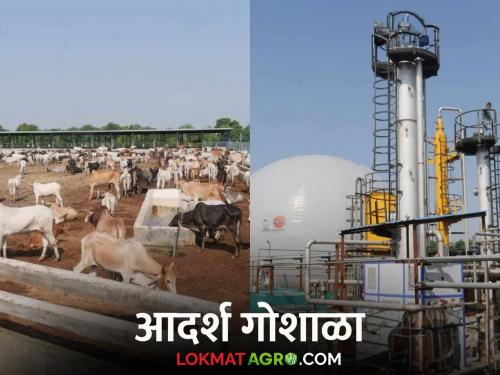 Latest News Agriculture News India's first modern Goshala with biogas plant, read details  | Modern Goshala : बायोगॅस प्लांट असलेली भारतातील पहिली आधुनिक गोशाळा, वाचा सविस्तर 