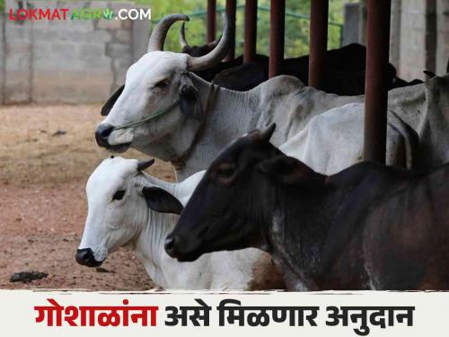 How the subsidy scheme is going to be implemented for the rearing of indigenous cows kept in Goshalas read in detail | गोशाळांमध्ये ठेवण्यात येणाऱ्या देशी गायींच्या पालनपोषणासाठी अनुदान योजना कशी राबविली जाणार आहे वाचा सविस्तर