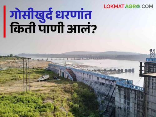 Latest News Water storage of dams in Vidarbha how much water in Gosikhurd Dam | Gosikhurd Dam Storage : विदर्भातील धरणांचा पाणीसाठा वाढला, गोसीखुर्द धरणात किती पाणी आले? 