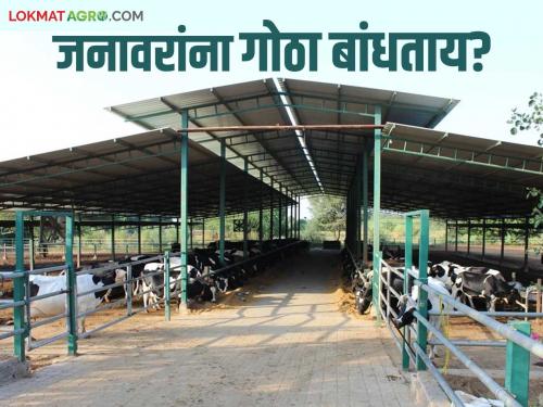 Consider these things before building an cowshed; it will be a big benefit | जनावरांचा गोठा बांधण्याआधी या बाबींचा विचार करा; होईल मोठा फायदा