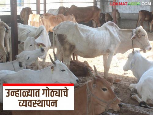 Latest News Temperature To keep cowshed cool in scorching sun, how to prevent, read in detail | Animal Care In summer : रणरणत्या उन्हात गोठा थंड राहावा, म्हणून 'हे' उपाय करता येतील, वाचा सविस्तर 
