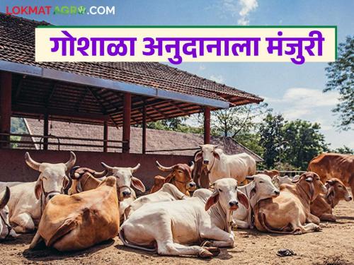 State government approves grant to these 30 cow shelters in the state; Government decision taken | राज्यातील या ३० गोशाळांना अनुदान देण्यास राज्य शासनाची मंजुरी; शासन निर्णय आला