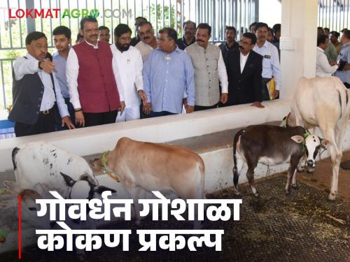 Latest News Govardhan Gaushala Konkan project built on 70 acres, see features | Goshala Prakalp : गोमातेचे संवर्धन केल्याशिवाय नैसर्गिक शेतीला गती मिळणार नाही : मुख्यमंत्री देवेंद्र फडणवीस