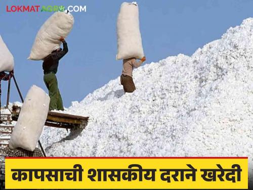 Cotton Market : Inflow of cotton is increasing in the government center, read in detail | cotton Market : शासकीय केंद्रात कापसाची आवक वाढतेय वाचा सविस्तर