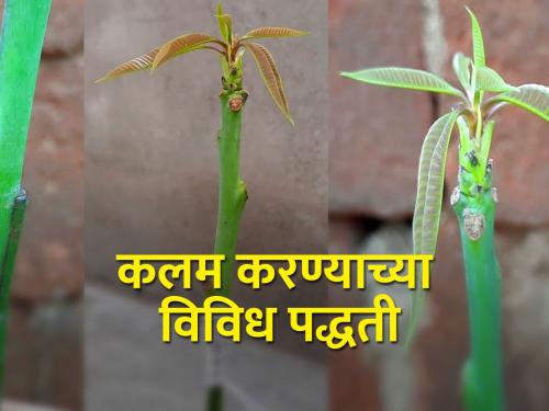 How is grafting done in fruit crops? What are its improved methods? | फळपिकांत कलम कसे केले जाते?