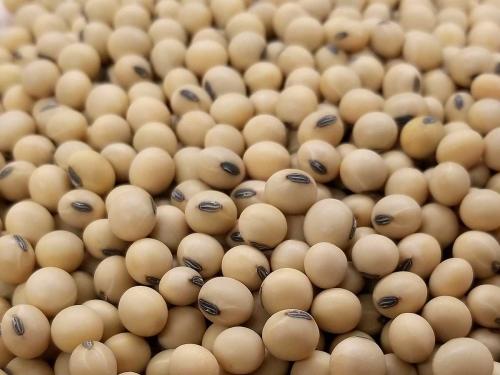 Soybean producers lose Rs.1100 per acre | सोयाबीन उत्पादक एकरी ११०० रुपयांनी तोट्यात