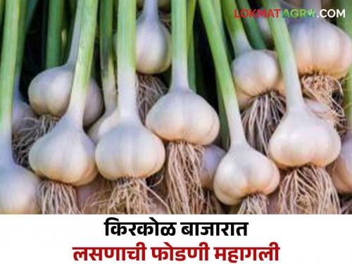 Garlic Market : During the festive season, garlic reached its peak in the retail market; Read in detail | Garlic Market : ऐन सणासुदीच्या काळात किरकोळ बाजारात लसणाने गाठला कळस; वाचा सविस्तर