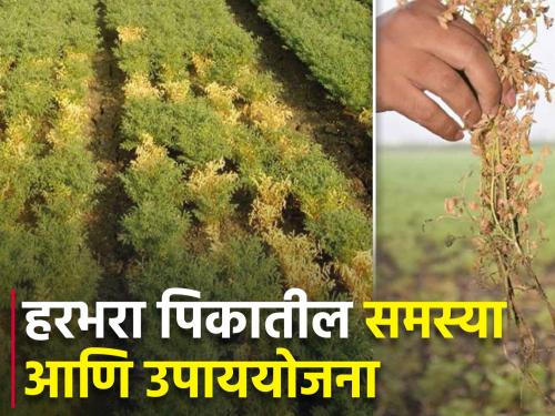 Remedies for wilt root rot and excess growth problems in gram | हरभरा पिकातील मुळसड आणि अतिरिक्त वाढ समस्येवरील उपाययोजना