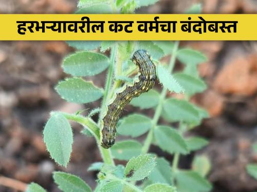 Identification and management of plant, stem and leaf cutting (cutworm) pests of gram chick pea | हरभऱ्यावरील रोपे, शेंडे व पाने कुरतडणाऱ्या (कट वर्म) किडीचे ओळख व व्यवस्थापन