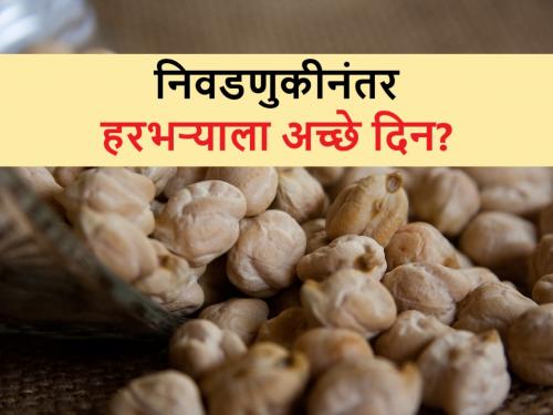 Chana price: Gram market is getting hot, know the future price of chana after elections | Chana price: हरभऱ्याचा बाजार होतोय गरम; निवडणुका संपल्यावर भाववाढ होणार?