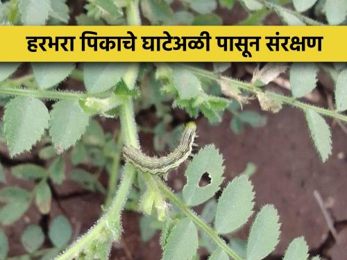 timely management of pod borer in chick pea cop | हरभरा पिकावरील घाटेअळीचा वेळीच करा बंदोबस्त