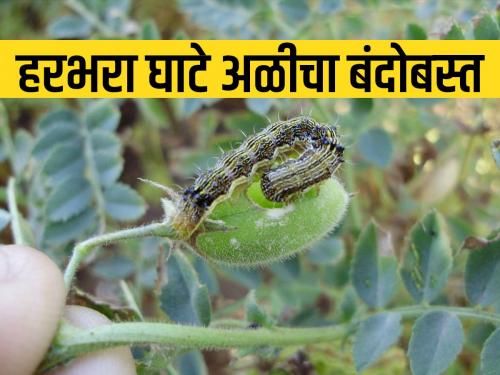 Integrated management of pod borer in gram chick pea | हरभऱ्यावरील घाटे अळीचे एकात्मिक व्यवस्थापन