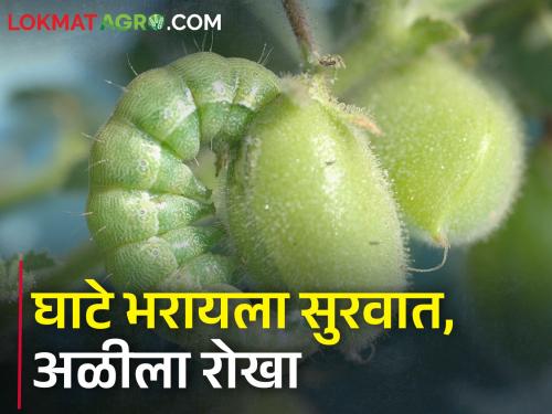 Attack of gram pod borer on gram crop; How to control? | हरभरा पिकावर घाटे अळीचा हल्ला; कसे कराल नियंत्रण?