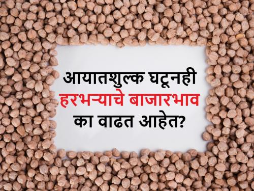 Why are the prices of gram chana are increasing after zero import duty? know the future chana prices | ऐन मतदानाच्या तोंडावर हरभऱ्याच्या किंमती का वाढत आहेत? भविष्यात कसे असतील बाजारभाव