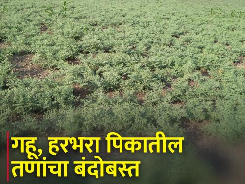 How to control weeds in wheat and gram crops? | गहू व हरभरा पिकातील तणांचे नियंत्रण कसे कराल?