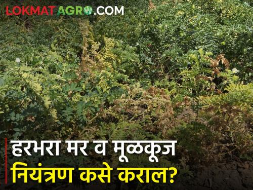 Management of late blight and late blight on gram | हरभरा पिकावरील मर व मुळकूज रोगाचे व्यवस्थापन