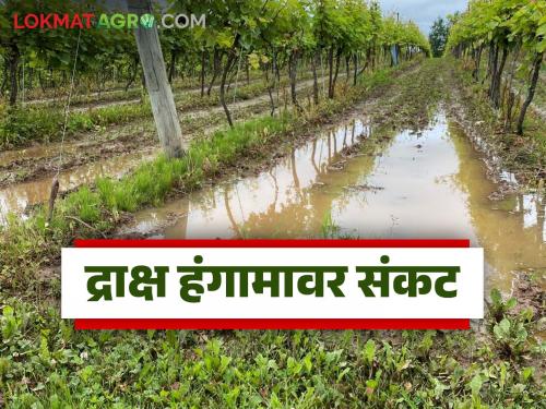 Latest News Why are farmers afraid of wasting next grape farm season Read in detail | शेतकऱ्यांना द्राक्षाचा पुढील हंगाम वाया जाण्याची भीती का आहे? वाचा सविस्तर 