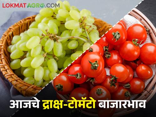 Latest news 02 march Todays Grape And Tomato market price in maharashtra bajar samiti | द्राक्षांची आवक घटली, टोमॅटोला काय बाजारभाव मिळाला? जाणून घ्या आजचे दर 