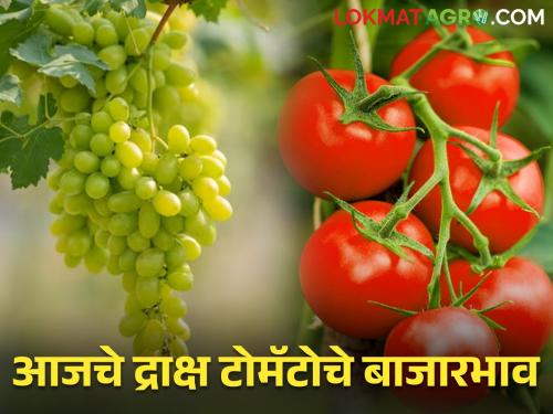 Latest News Todays Grape And tomato market price in Maharashtra | राज्यात द्राक्ष आणि टोमॅटोचा बाजारभाव कसा, जाणून घ्या आजचे बाजारभाव 