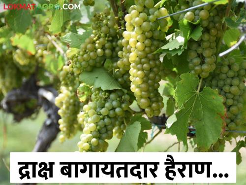 Latest News grape farms iron angle thefts rise, grape growers alarmed in nashik | द्राक्ष बागेचे लोखंडी अँगल चोरी होण्याचे प्रकार वाढले, द्राक्ष उत्पादक शेतकरी हैराण 