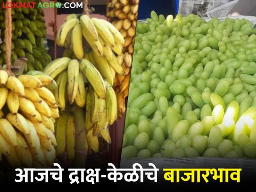 latest News Todays Nashik grape and Jalgaon banana market price in maharashtra | नाशिकची द्राक्ष आणि जळगावच्या केळीला काय भाव मिळाला? जाणून घ्या सविस्तर दर 