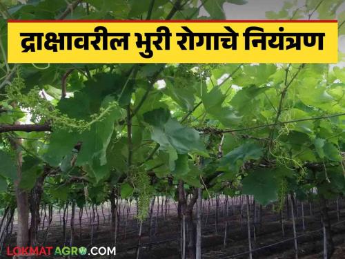 Latest News bhuri rog niyatran Grape Crop Management Some simple tips to control grape blight, know in detail  | Grape Crop Management : द्राक्षावरील भुरी रोगाच्या नियंत्रणासाठी काही सोप्या टिप्स, जाणून घ्या सविस्तर 