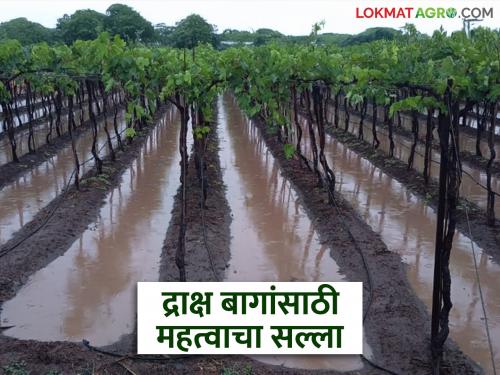 Continuous rains affect grape crop, what advice do grape researchers give; Read in detail | सततच्या पावसाने द्राक्ष बागांवर परिणाम, द्राक्ष संशोधकांचा काय सल्ला; वाचा सविस्तर