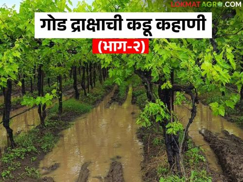 Draksha Sheti : Grapes are a very expensive crop compared to other orchards; Separate criteria are needed for compensation | Draksha Sheti: अन्य फळबागांपेक्षा द्राक्ष अत्यंत खर्चिक पीक; नुकसान भरपाईसाठी हवेत स्वतंत्र निकष
