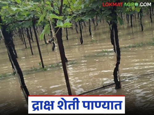 Eight acres of vineyard under water for eight days; No panchnama for compensation | आठ दिवसांपासून आठ एकर द्राक्ष बाग पाण्यात; नुकसानभरपाईसाठी पंचनामे पण होईनात