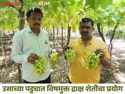 Baramati's Devkate brothers' exportable chemical free grape farming, double yield guaranteed | बारामतीच्या देवकाते बंधूंची निर्यातक्षम विषमुक्त द्राक्ष शेती, दुप्पट उत्पन्नाची हमी