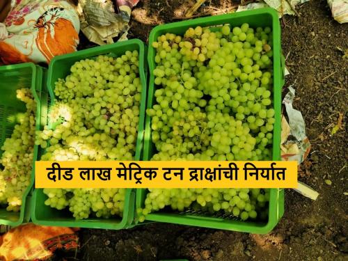 Latest News Export of one and 150 lakh metric tons of grapes abroad in 2024 | Grape Export : यंदा विदेशात दीड लाख मेट्रिक टन द्राक्षांची निर्यात, वाचा कुठे-किती निर्यात