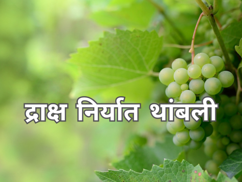 Latest News Israel-Hamas War Breaks Grape Exports of nashik | द्राक्ष निर्यातीला ब्रेक, इस्रायल आणि हमास युद्धाची झळ