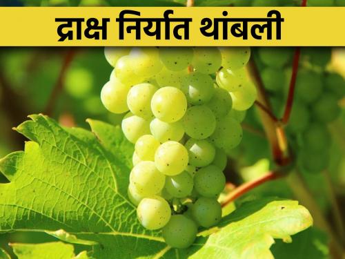 Grape Export: Hit by unseasonal rains, exports of grapes stopped, containers going abroad from Nashik were broken | Grape Export : अवकाळी पावसाचा फटका, द्राक्षांची निर्यात थांबली, नाशिकमधून विदेशात जाणाऱ्या कंटेनर्सला ब्रेक 